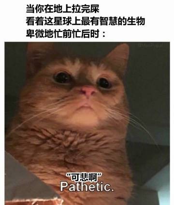 一大波猫猫梗图正在向你袭来