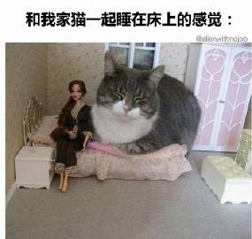 一大波猫猫梗图正在向你袭来